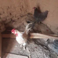 مرغ وخروس سرحال تخم گذار|حیوانات مزرعه|سردرود, |دیوار