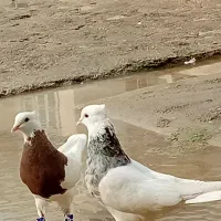 طوقی|پرنده|اهواز, کوی باهنر|دیوار