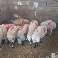 کره بره محلی
