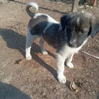 توله افغان|سگ|خان ببین, |دیوار