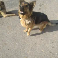 سگ ژرمن ماده.