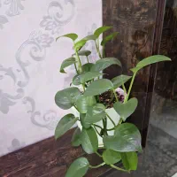 پتوس با گلدان و زیر گلدانی و خاک و گیاه درجه یک|گل و گیاه طبیعی|اهواز, نادری|دیوار