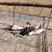سه عدد کبوتر واسیه فروش یک ماده دوتا نر
