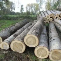 خرید چوب به قیمت بالا نقد