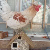 خروس گل باقالی