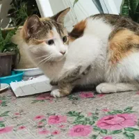 گربه ناز خونگی