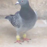 لانه و کفتر