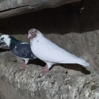 کبوتر