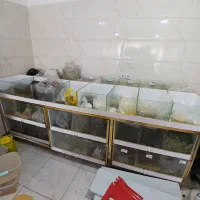 قفسه چوبی