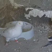 کبوتر یا کفتر