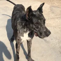 سلام سگم گم شده محدوده ملانفس نژاد گرددین نر