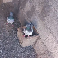 رنگی|پرنده|میانه, |دیوار