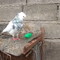 طوقی. زرد دم‌سفید دنبی