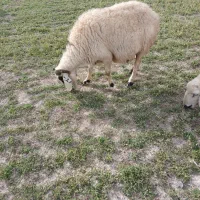 گوسفند|حیوانات مزرعه|بردسیر, |دیوار