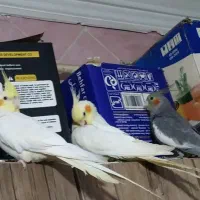 فروش عروس پاریس|پرنده|کارون, |دیوار