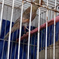 قناری شتری سرخ ترک دم بلند و کشیده