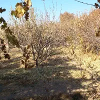 فروش-باغ-600متری-چهاردیواری-در-قلعه-سفید