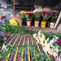 گل داودی تعداد/ در ۴ فصل سال|گل و گیاه طبیعی|پاکدشت, پاکدشت (مامازند)|دیوار