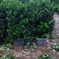 یاس هلندی سایز جعبه