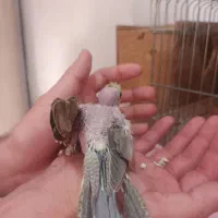 عروس هلندی جفت|پرنده|شفت, |دیوار