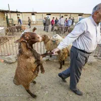 قصاب سیارهستم باوانت