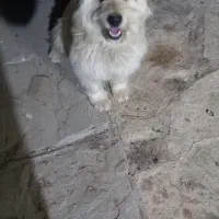 سگ باهوش|سگ|مشهد, ایثارگران|دیوار