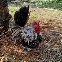 خروس جاپنیز|حیوانات مزرعه|قم, زنبیل آباد|دیوار