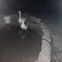 قاز