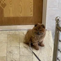 توله چاو جاو