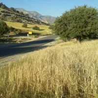 زمین-کشاورزی-در-ملکشاهی