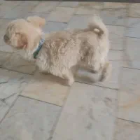 فروشی|سگ|گلوگاه, |دیوار