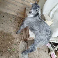 بزغاله گوسفند کره