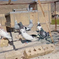 کبوتر|پرنده|شیراز, محمودآباد|دیوار