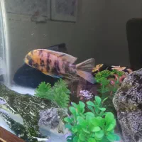 آکواریوم ۸۰ سانتی و ماهی|ماهی|پرند, فاز ۶|دیوار