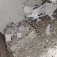 هما|پرنده|تهران, شهرک ابوذر|دیوار