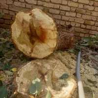 خرید‌وفروش‌چوب‌‌درخت‌تیرسقفی