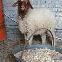 بره ماده