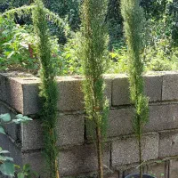 سرو شیراز|خدمات باغبانی و درختکاری|چابکسر, |دیوار