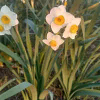 حراج نرگس|حراج|پردیس, فاز ۱|دیوار