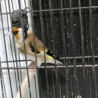 سهره و قناری|پرنده|دزفول, |دیوار