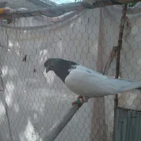 دم سبز