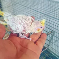 عروس هلندی سرلاکی طوطی برزیلی کوتوله|پرنده|مرودشت, ژیان|دیوار