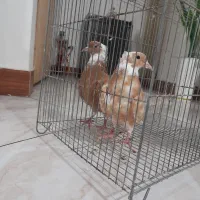 فروش کبوتر|پرنده|تهران, کارخانه سیمان|دیوار
