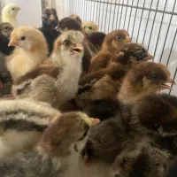 جوجه محلی اردک و رنگی|حیوانات مزرعه|برازجان, |دیوار