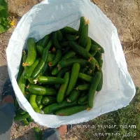 خیار سبز تازه باغی
