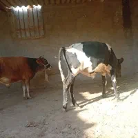 گوساله نر|حیوانات مزرعه|تیمور آباد, |دیوار