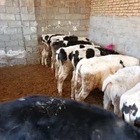 10راس گوساله نر  پنج ماه  حدود 170تا 200 کیلو وزن