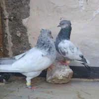 کلاغ دمسفید سینه|پرنده|مشهد, نرگس (شهرک غرب)|دیوار