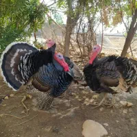 بوقلمون|حیوانات مزرعه|دزفول, |دیوار