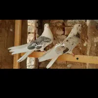 کفتر تهرانی کشیده سرور